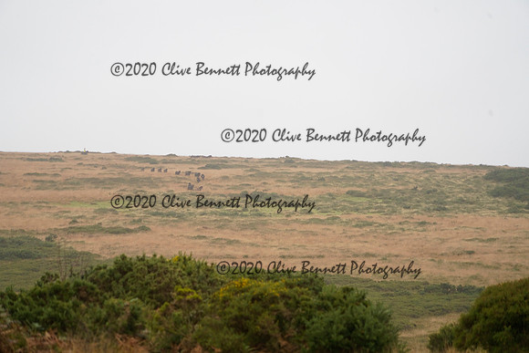 _CAB0663