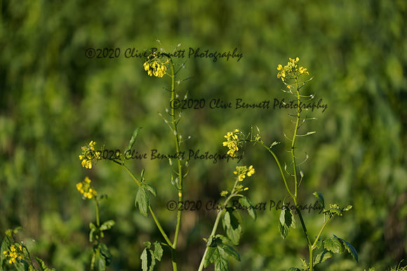 _CAB0597