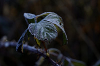 _CAB9101